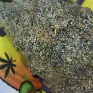 EXOTIC - FROSTED GUMBO