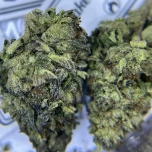 TOPSHELF - TROP CHERRY