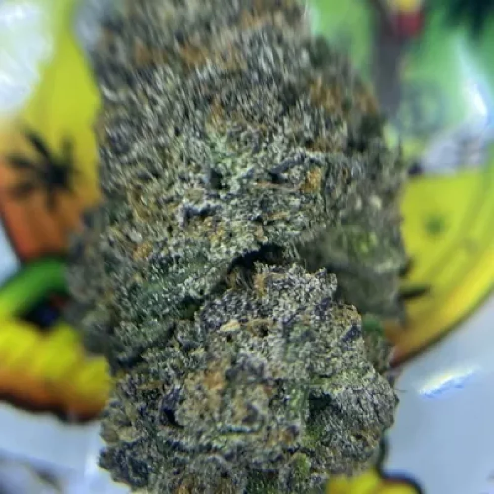 EXOTIC- BOMBSICLE