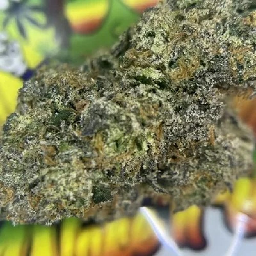 EXOTIC- CANDY GUMBO
