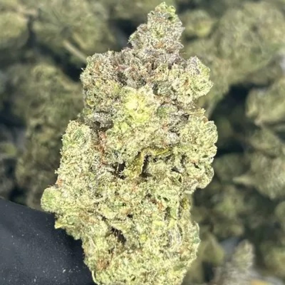 EXOTIC- GORILLA GLUE
