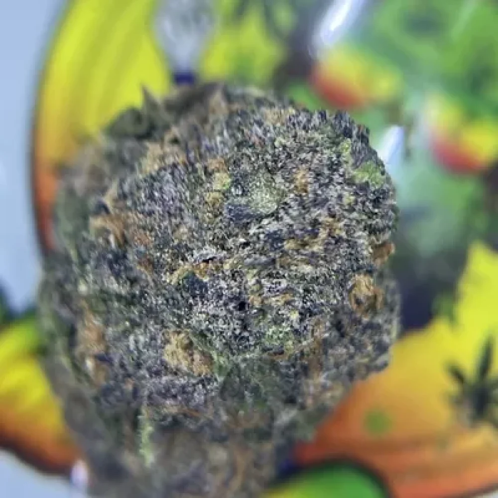 EXOTIC- PHANTOM COOKIE