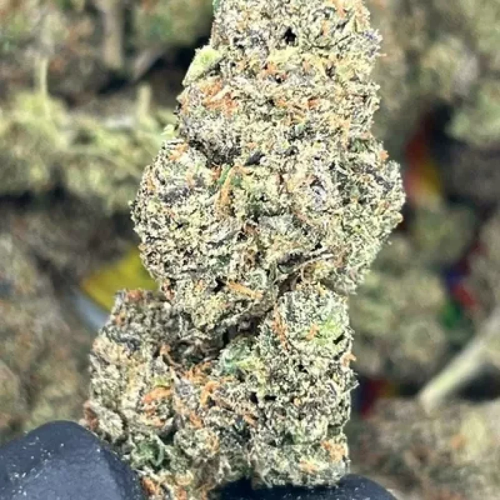 EXOTIC - WATERMELON GELATO