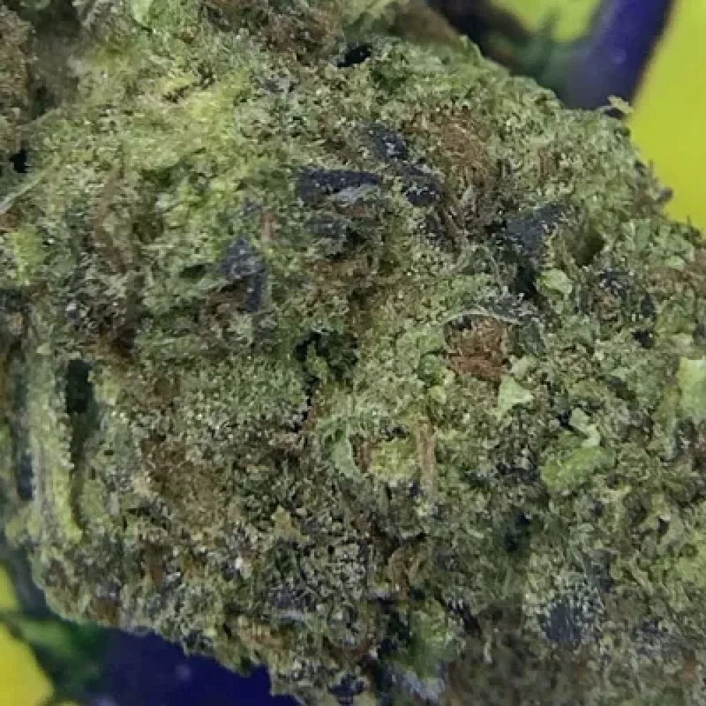 PREMIUM GORILLA PISS