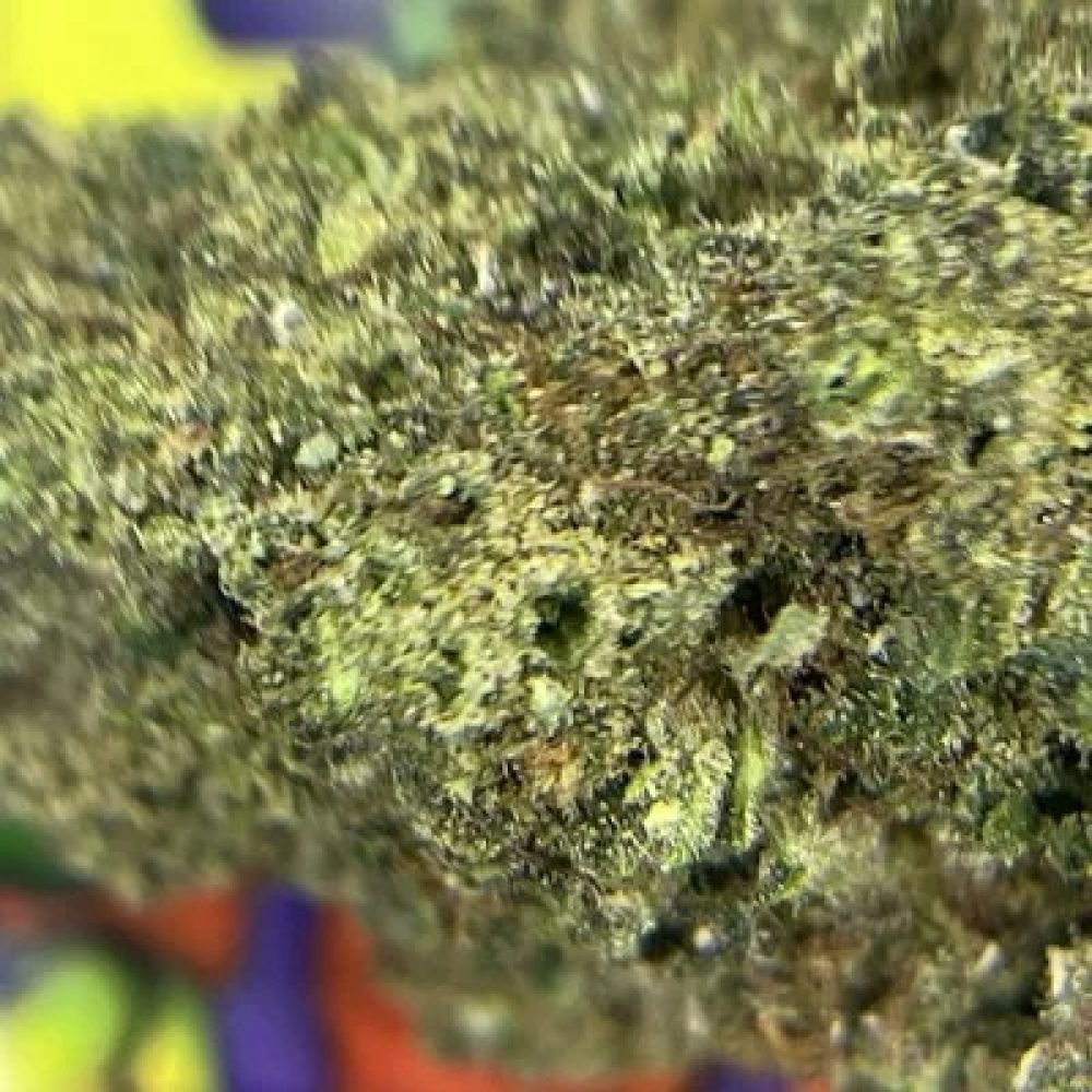 TOP SHELF. GORILLA PISS