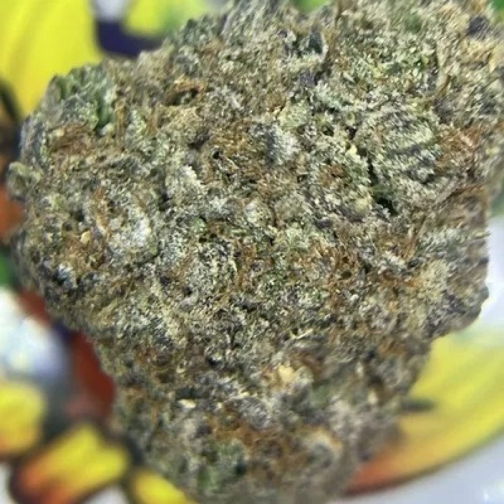 TOPSHELF- BUBBLEGUM