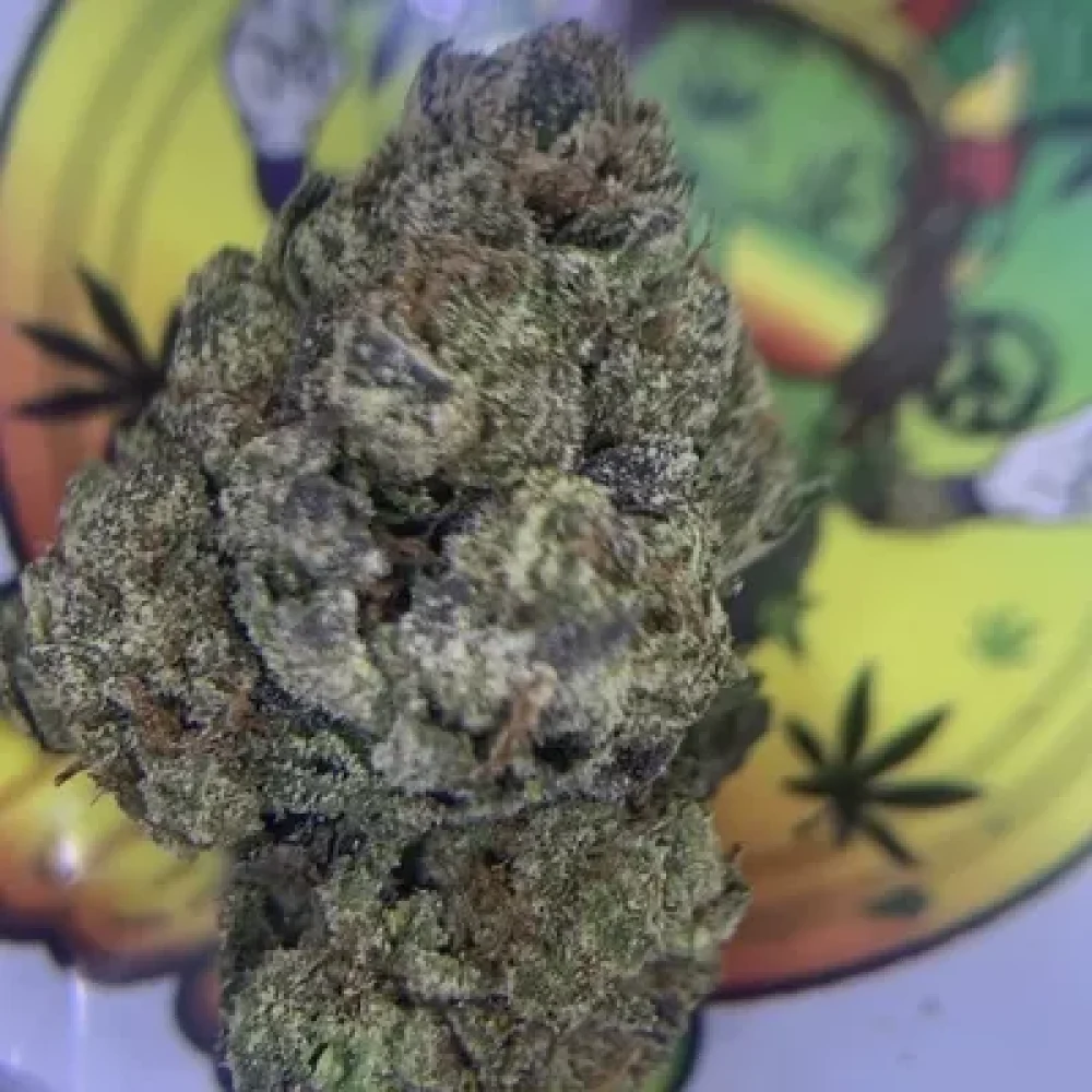 TOPSHELF- SHERBLATO